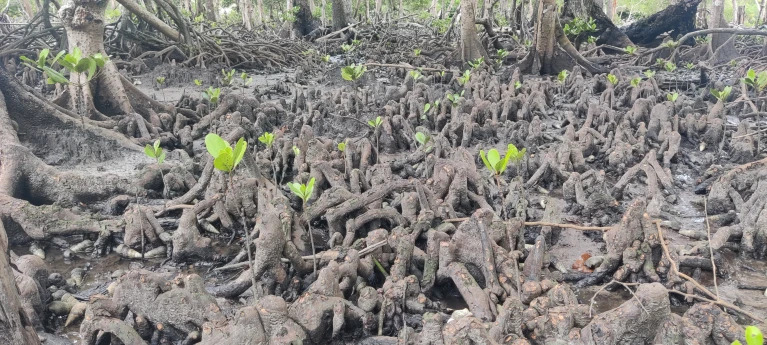NatureInd's tweet photo. 🦌 Spotted deer nibbling away mangroves in the Andamans are stalling forest recovery post the 2004 tsunami.

🦌 Introduced by the British, these deer now threaten mangrove diversity, says @nehrutp. "The mangroves should have recovered after the tsunami, but they didn’t."
.

(1/3) https://t.co/1ynWZWKbZN