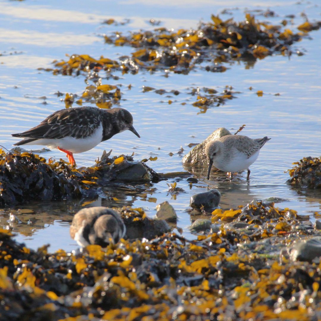 Bird Aware Solent 🦆 tweet media