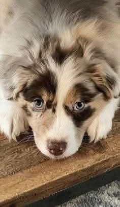 AusShepherdClub's tweet photo. My baby died today. She was 10 years old. I miss her so much🥺 https://t.co/mGQM1bTF3v