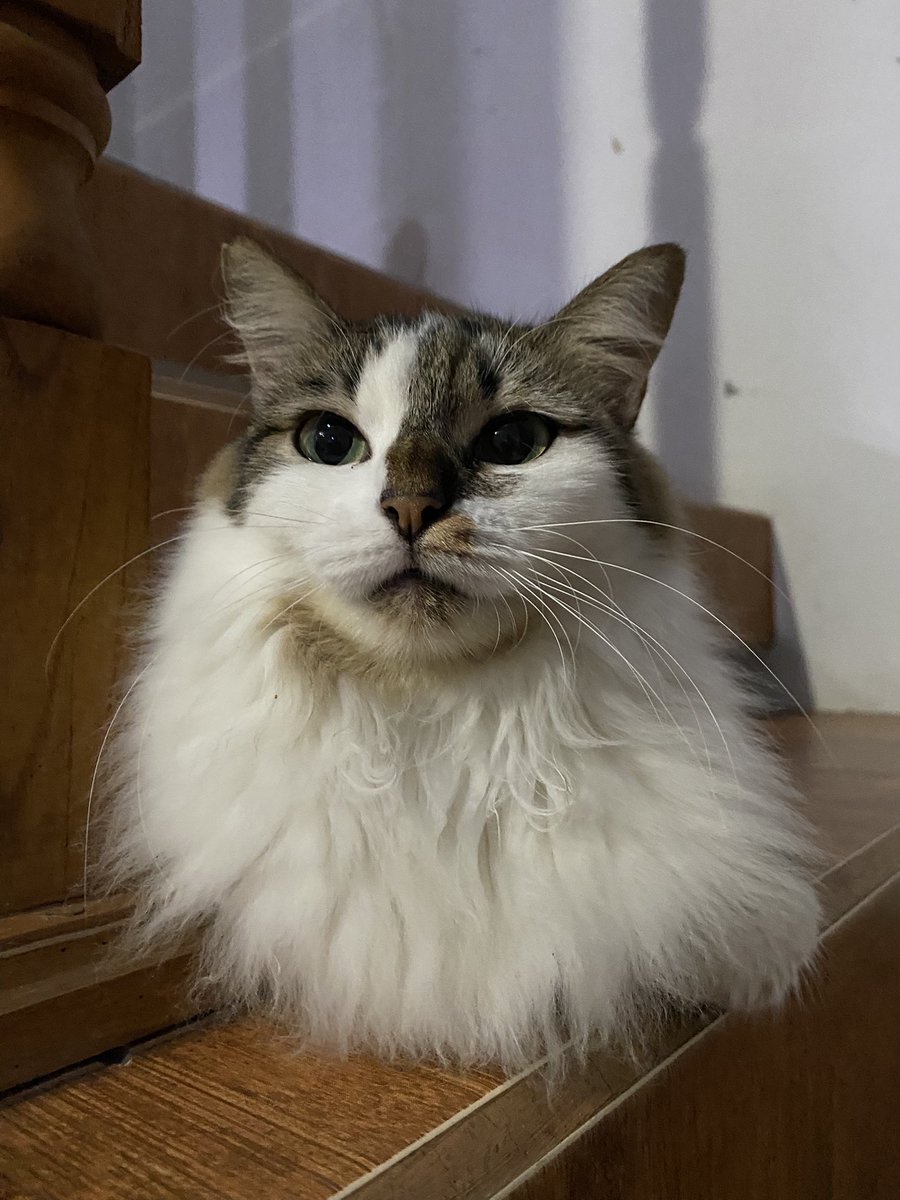 kurcatci's tweet photo. JANGAN BELI KUCING
JANGAN BUANG KUCING
ADOPT DONT SHOP https://t.co/tk6krFIYOh