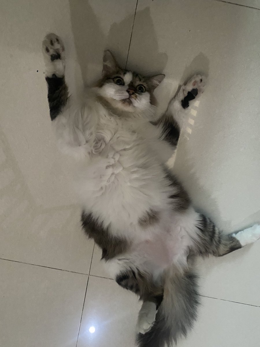 kurcatci's tweet photo. JANGAN BELI KUCING
JANGAN BUANG KUCING
ADOPT DONT SHOP https://t.co/tk6krFIYOh