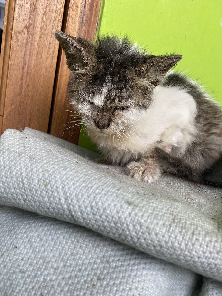 kurcatci's tweet photo. JANGAN BELI KUCING
JANGAN BUANG KUCING
ADOPT DONT SHOP https://t.co/tk6krFIYOh