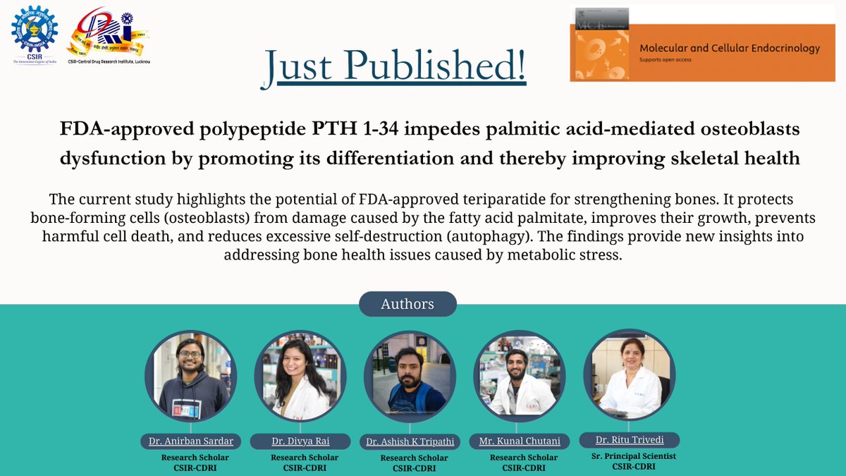 #JustPublished🦴✨ New study from Dr. Ritu Trivedi's group <a href="/CSIR_CDRI/">CSIR-CDRI</a> ! FDA-approved teriparatide shows promise in strengthening bones by protecting osteoblasts from fatty acid-induced damage, promoting growth, &amp; reducing harmful cell death. 🚨 Read here: shorturl.at/oO078