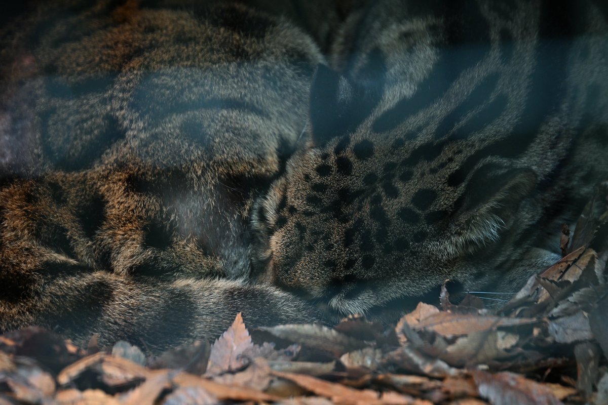 zooman_koichi's tweet image. よく分からない寝姿ですが
想像しながら寄り添ってくださいな☺️
今宵はこの曲で また明日 おやすみなさい💤
『夢のしずく』
by 松たか子
youtube.com/watch?v=acelws…
#ウンピョウ #ズーラシア #CloudedLeopard #ZOORASIA