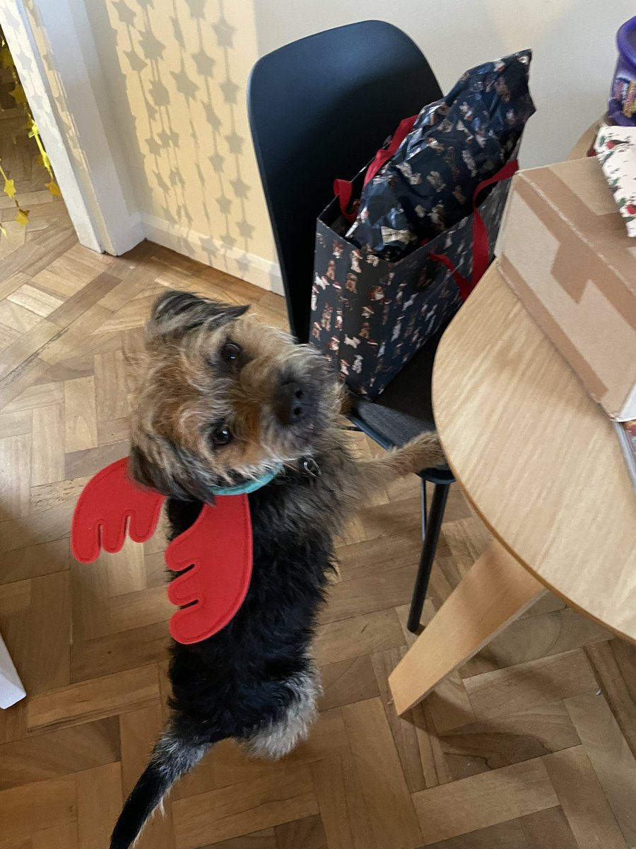 HomesChristineH's tweet photo. @bluetheborder #Benedict #BTPosse got his first set of Antlers in the #BTPworldsanta though they look a bit more like wings here! https://t.co/hahrAseHWG