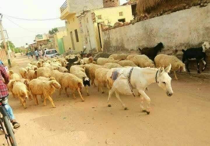 sk226013's tweet photo. भेड़ो  ने गधे को अपना नेता मान लिया है https://t.co/Y9Ht3vFNBh