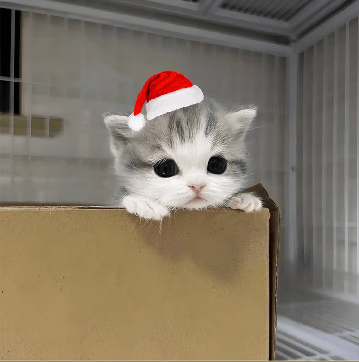 gm $noo fam. very excited to announce our official listing on <a href="/coingecko/">CoinGecko</a> yesterday! 

Merry Christmas!