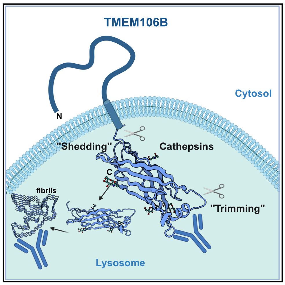Markus Damme (@dammemarkus) on Twitter photo Our new paper on the proteolytic processing of TMEM106B is out in <a href="/CellReports/">Cell Reports</a> ! TMEM106B undergoes physiological shedding and additional C-terminal trimming. The new luminal-domain antibody is commercially available!
sciencedirect.com/science/articl… Our new paper on the proteolytic processing of TMEM106B is out in <a href="/CellReports/">Cell Reports</a> ! TMEM106B undergoes physiological shedding and additional C-terminal trimming. The new luminal-domain antibody is commercially available!
sciencedirect.com/science/articl…