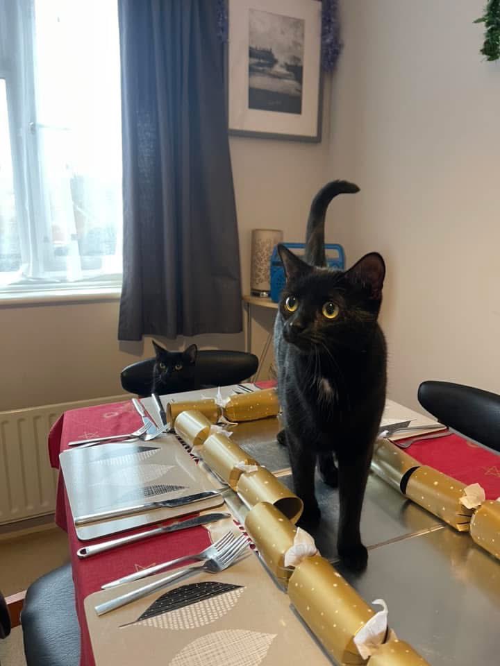 Shhhhh….Mum and dad are in the kitchen - so we are up to no good. 

Doris &amp; Delilah 🐈‍⬛🐈‍⬛