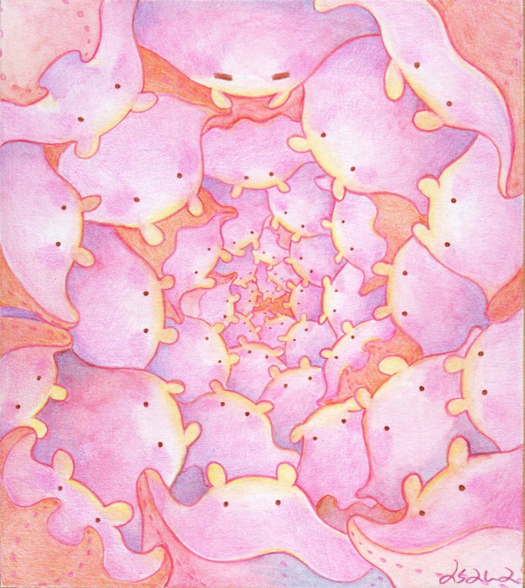 メンダコ 」|asahaのイラスト