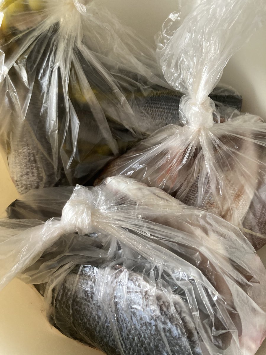 FishingOneColor's tweet image. 今年の釣り納め２
水温が下がってタカベは少し深いところへ。
仕方がないので小さいグレとチャリコを釣りました。
宇和島は釣り下手に優しい海。