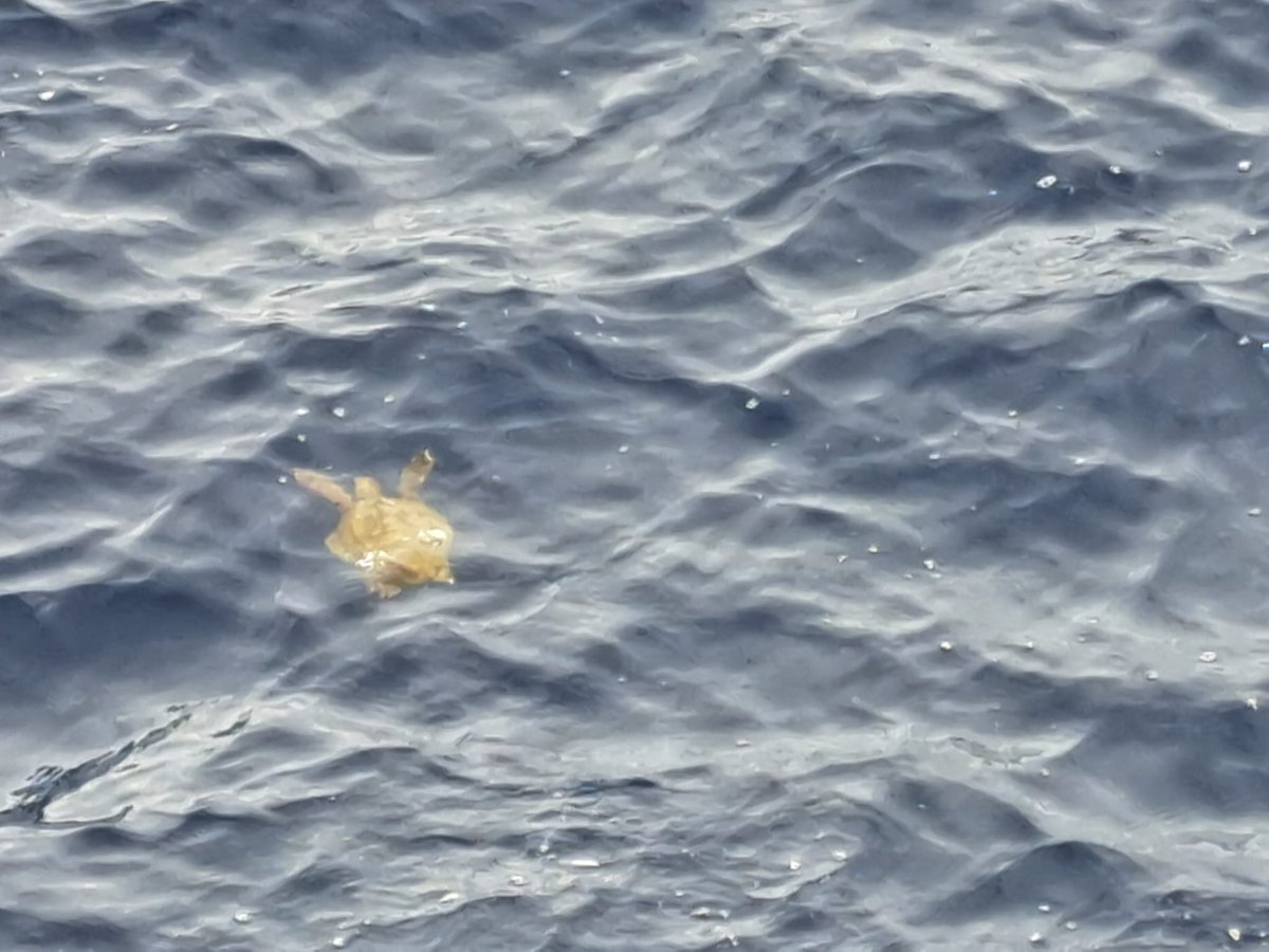 Atlantic Meridional Transect (AMT) tweet media