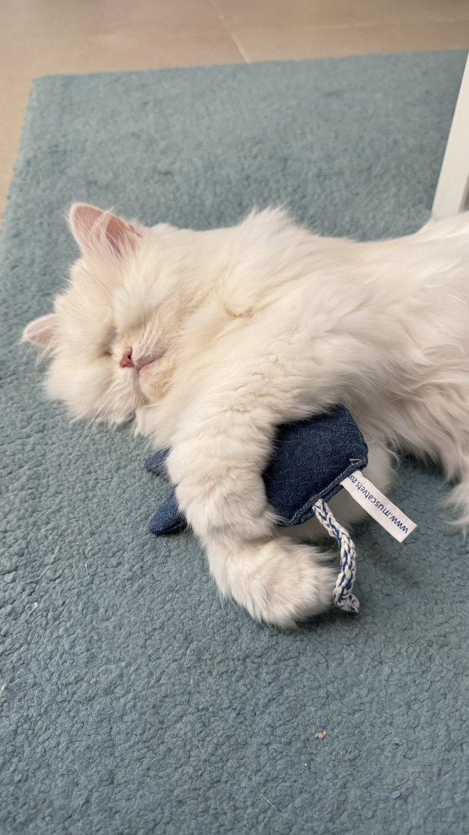 Hope mew all had a beautiful Christmas Day!
I had my surgery and am recovering well. Minus my teef and 2 growths. Results of those biopsies will be back in 3 weeks. ❤️🌲💚🥰
Happy Boxing Day 📦 xox