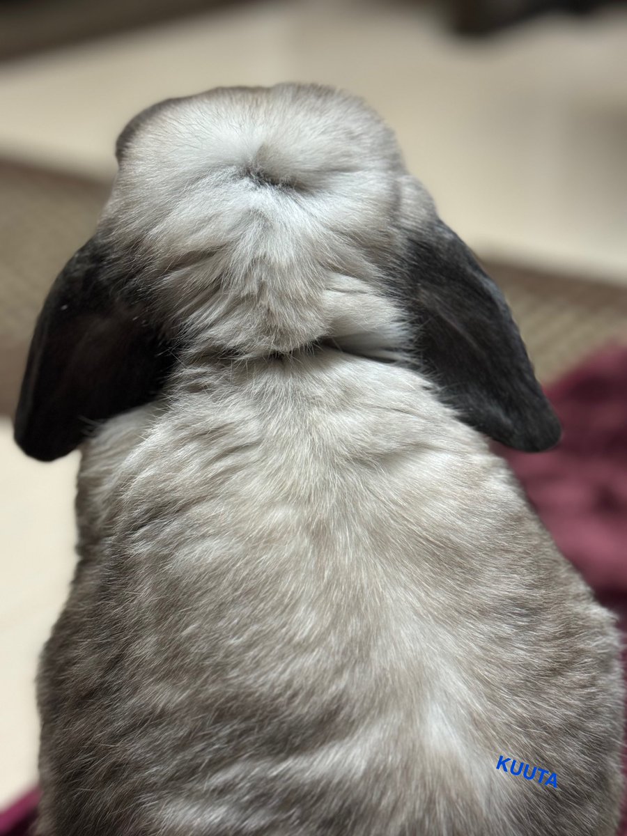 LopKUUTA's tweet image. 吸いますね

#全日本うさじ選手権