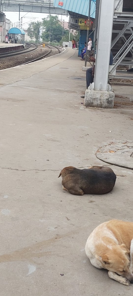 IHRCtoUK's tweet photo. Request @RailMinIndia @RailMinIndia @AshwiniVaishnaw @RailwaySeva @SCRailwayIndia @drmhyb @drmsecunderabad #Sir #LiveVisit the Entire #platform1 and #platform2 are in #untidy #unhygienic record & send #specialrequest @RailwaySeva
@AshwiniVaishnaw may you stop to clean this mess https://t.co/VZBXc3VFGp