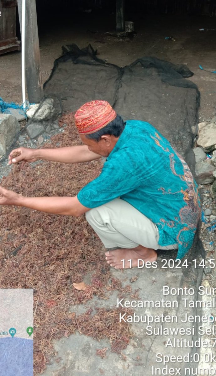 stdewi98's tweet image. Rabu, 11/122024 Pengambilan data produksi  di Pokdakan Mattete Baji sebanyak 20 kg @ 14.000 Jenis Eucheuma Cottonii Di  Desa Bontosunggu Kec.Tamalatea  
# Puslatluh KP
# BRPBAPPP Maros 
# Luhkan Jeneponto