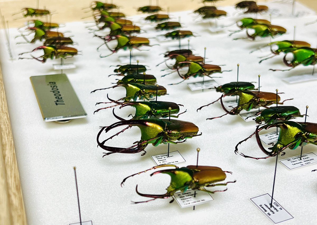 カブトハナムグリってカッコよすぎだから気づけばこんなに！