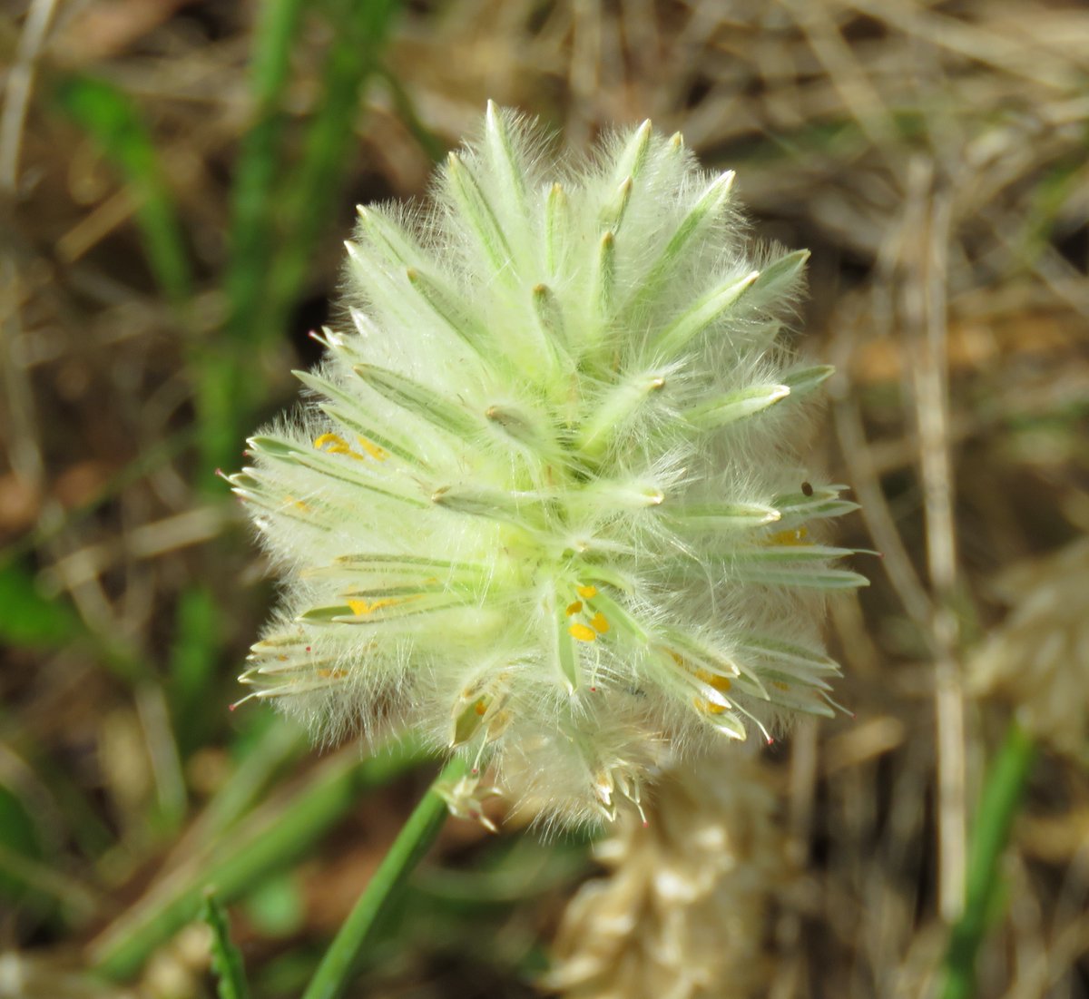 StuartWilliams_'s tweet image. Feather-heads (Ptilotus macrocephalus) from south-eastern Australia. Two new species were split from this species in 2019  

#RBGMelbourne #Amaranthaceae #ozplants