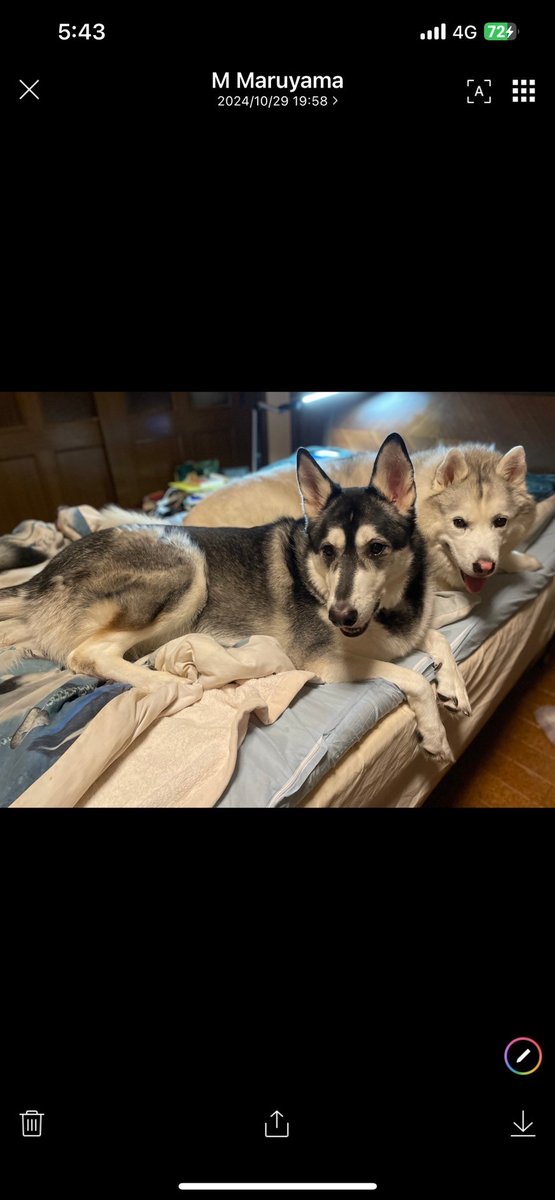 a_igeta's tweet photo. 妹が、亡くなり飼っていた犬達を我が家で預かる事に、しかし先住犬２頭と計４頭飼うのは厳しいのです。
どなたか里親に成ってくれる方いっらっしゃらないですか?
犬種はシベリアンハスキーとウルフドッグです。
宜しくお願いします🙇 https://t.co/AeRzPmrdRK