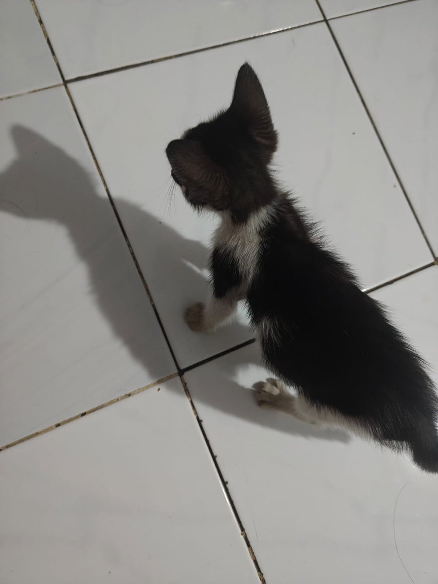 saran nama buat kucing jantan