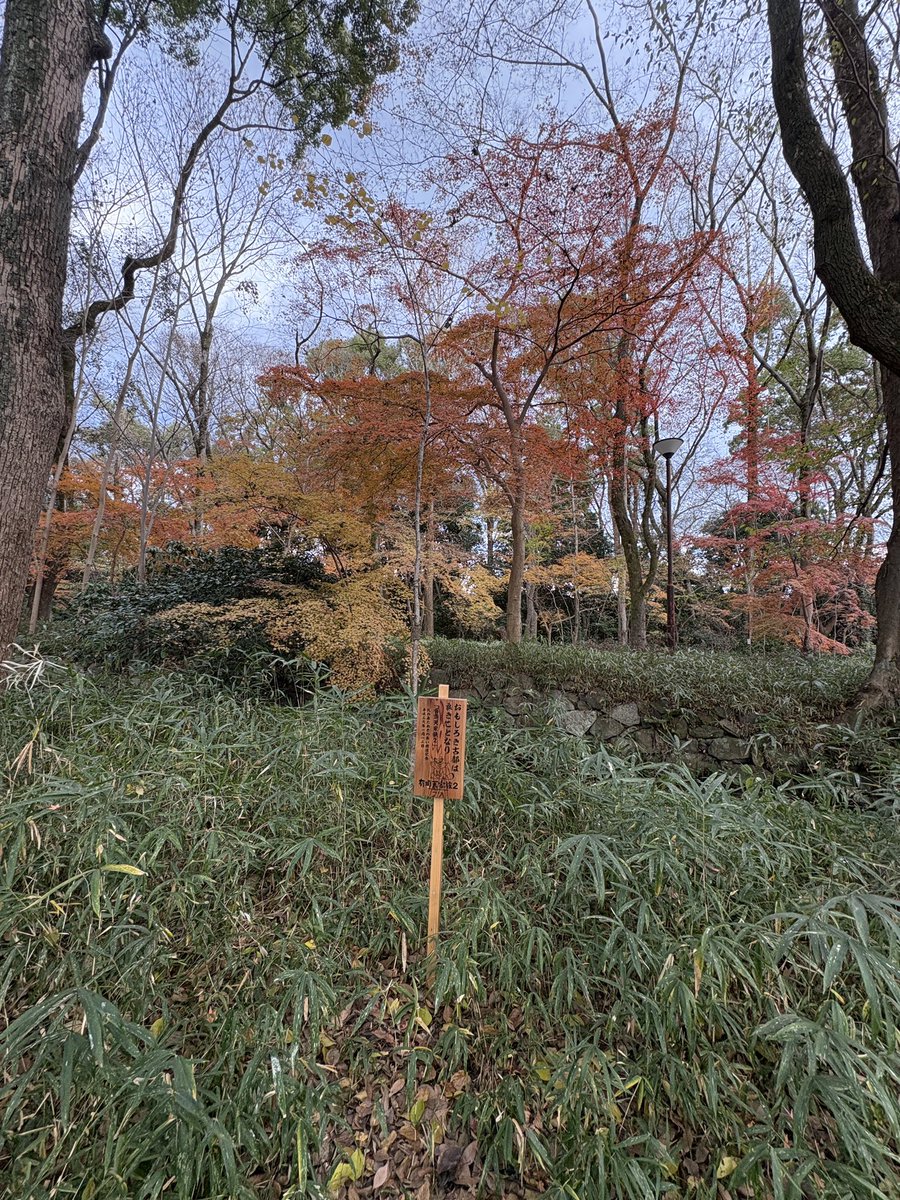 #有頂天家族の日　
私たちの下鴨神社へ🍃

2本目の記念樹、良く見ると枝ぶりがうねうねしてて可愛らしい😆
1本目の記念樹は、少しだけ大きく育っていました🌳
毎年12月26日は会いにこようっと
#有頂天家族