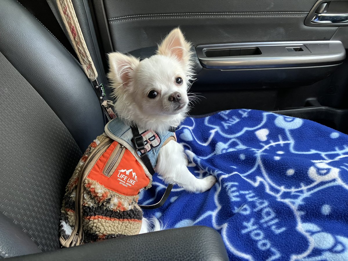 DeepNORI's tweet photo. ドッグラン連れてくべ🐕 https://t.co/tNG9UZgG8x