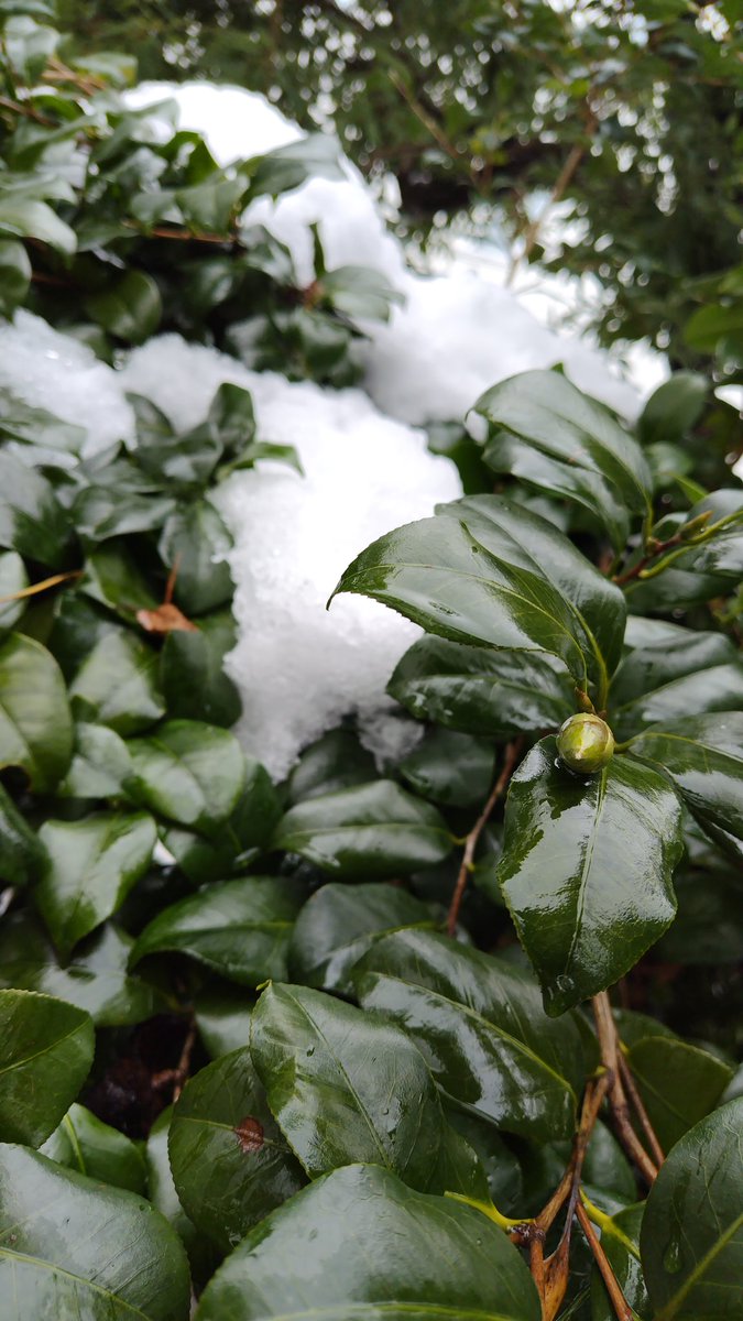 昨夜と今日は、昨日と、うってかわって、大雪です。沢山、降りました。うちの椿は、４月頃、満開に、成ります。赤い椿です。その椿の、まだまだ小さい蕾と、白い雪、撮りました。