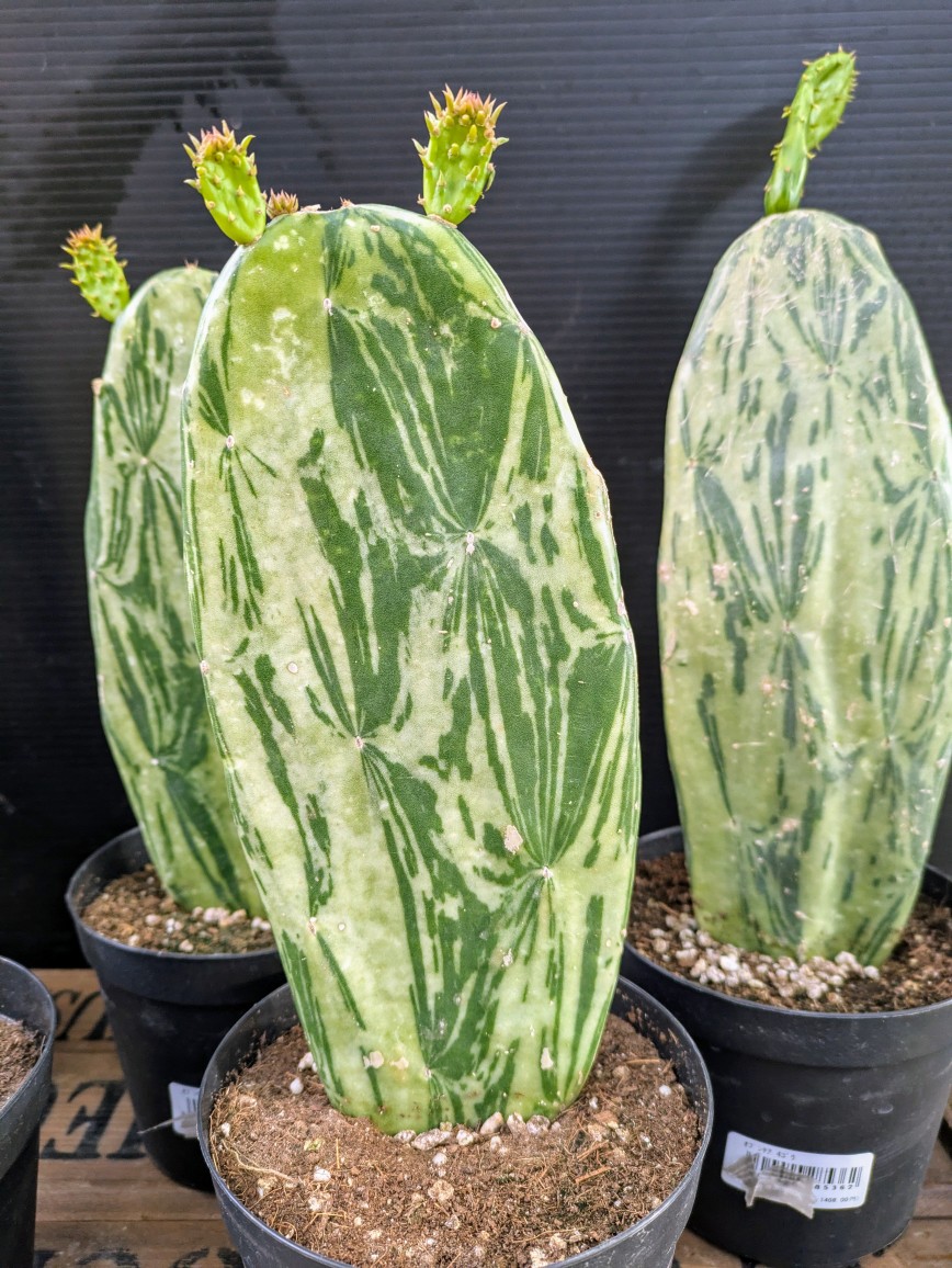 オプンチア