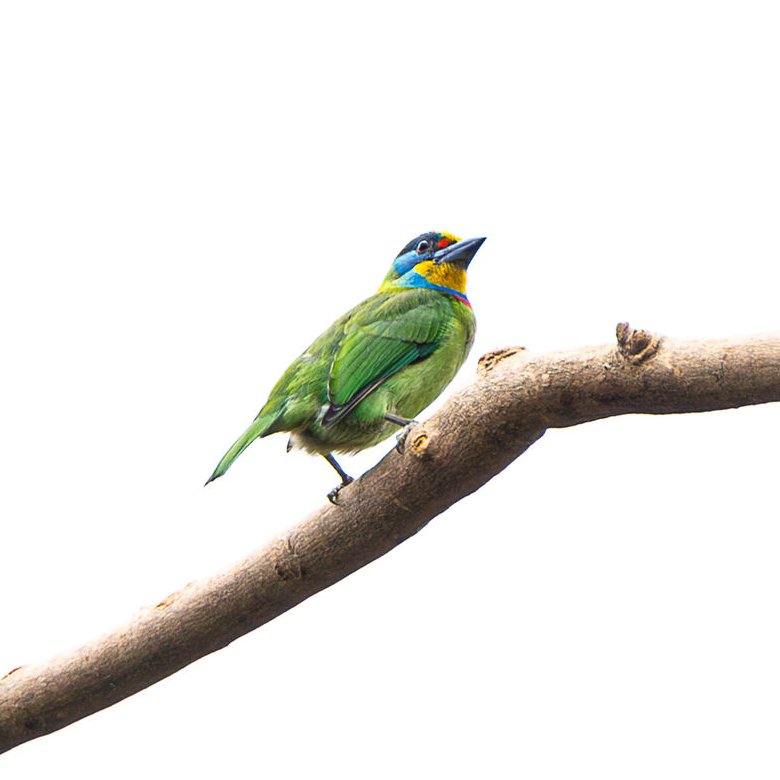Taiwan_Review's tweet photo. #Taiwan's🇹🇼 #Guandu Nature Park is a major wildlife habitat of national significance in northern #Taipei City. The wetland serves as a stopover site for migratory birds &amp; is home to species like the Taiwan barbet, common bluebottle &amp; Malayan night heron.
▶️https://t.co/1xsH4mX93T https://t.co/LuKp81VV9J