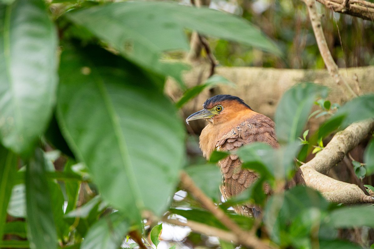 Taiwan_Review's tweet photo. #Taiwan's🇹🇼 #Guandu Nature Park is a major wildlife habitat of national significance in northern #Taipei City. The wetland serves as a stopover site for migratory birds &amp; is home to species like the Taiwan barbet, common bluebottle &amp; Malayan night heron.
▶️https://t.co/1xsH4mX93T https://t.co/LuKp81VV9J