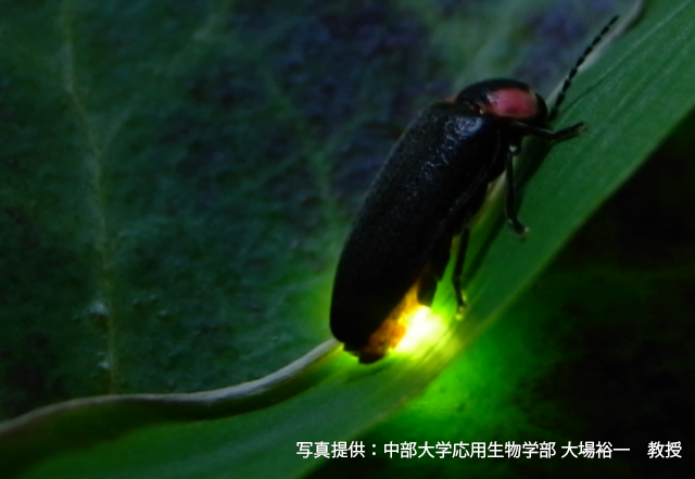 NagoyaUniv_info's tweet photo. ネコのマタタビ反応、フグ毒など、身近な生物の有機化合物を研究する生命農学研究科の西川俊夫教授。
最新論文では、ホタルの発光物質として知られる
#ルシフェリン の製造法を発表。
「専門家じゃなくてもワンポットで撹拌を繰り返すだけで簡便に合成できます」と大学院生の加藤まりあさん。 https://t.co/nX2mnmLip7
