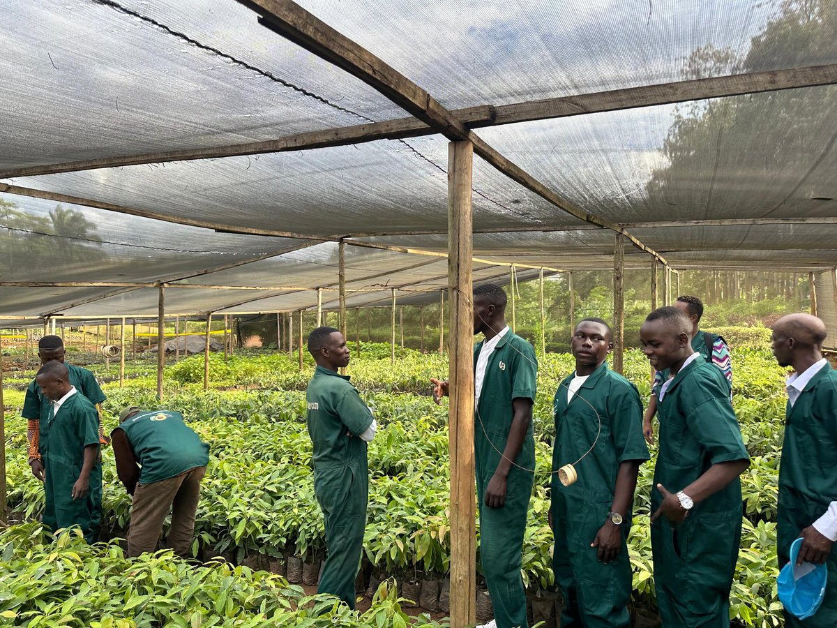 DalilaLtd29918's tweet photo. Ever wondered Team Behind Your Seedlings? 🌱

At DFC, we're committed to our farmers' success. 
On Dec 23, our nursery team completed a training equipping them with skills to ensure top-quality seedlings.

We have so much in store for you!

#GrowWithDFC #QualitySeedlings #TeamDFC https://t.co/R8iL4XNxrZ