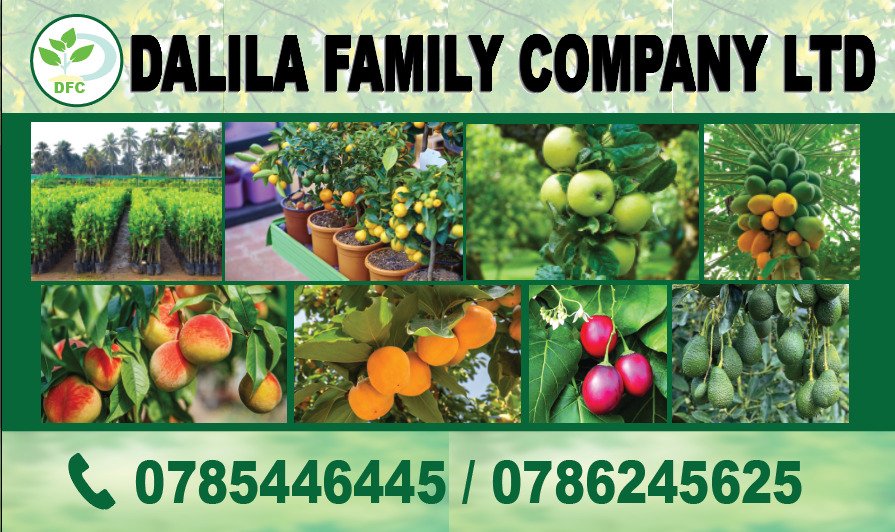 DalilaLtd29918's tweet photo. Ever wondered Team Behind Your Seedlings? 🌱

At DFC, we're committed to our farmers' success. 
On Dec 23, our nursery team completed a training equipping them with skills to ensure top-quality seedlings.

We have so much in store for you!

#GrowWithDFC #QualitySeedlings #TeamDFC https://t.co/R8iL4XNxrZ