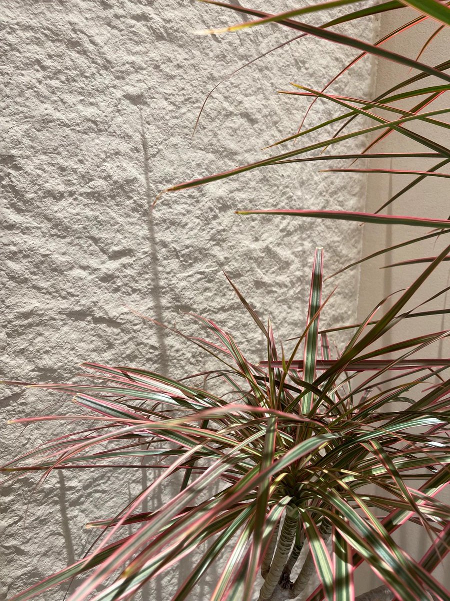 Fancyfix16015's tweet image. ✨ Unleash your creativity with flexible stone, the ultimate customizable solution for your design needs!  🪨🎨
#Fancyfix #FlexibleStone #CustomDesign #StoneVeneer #InteriorDecor #CreativeSurfaces #EcoFriendlyMaterials #DecorativeStone