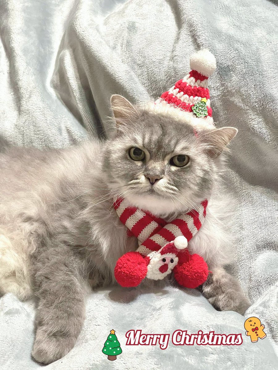 maggiemei's tweet photo. @Number10cat Happy holiday! https://t.co/WJOuGkdg3h