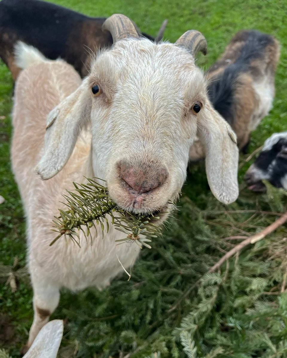 Greendale Farm Shop tweet media