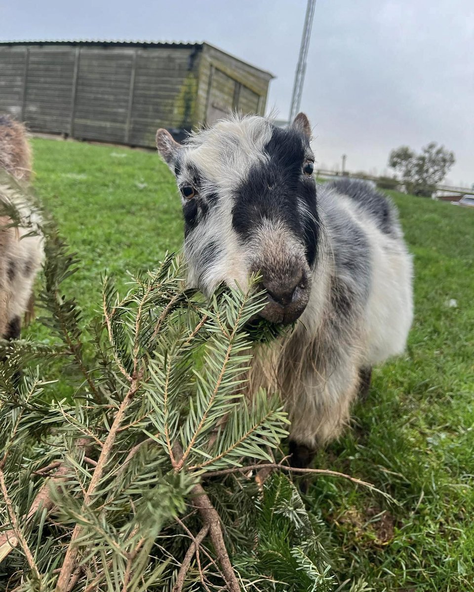 Greendale Farm Shop tweet media