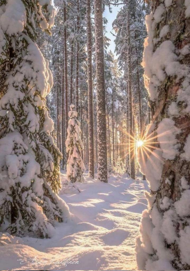 Good morning dear friends 🌞☕❄️🎄☃️
