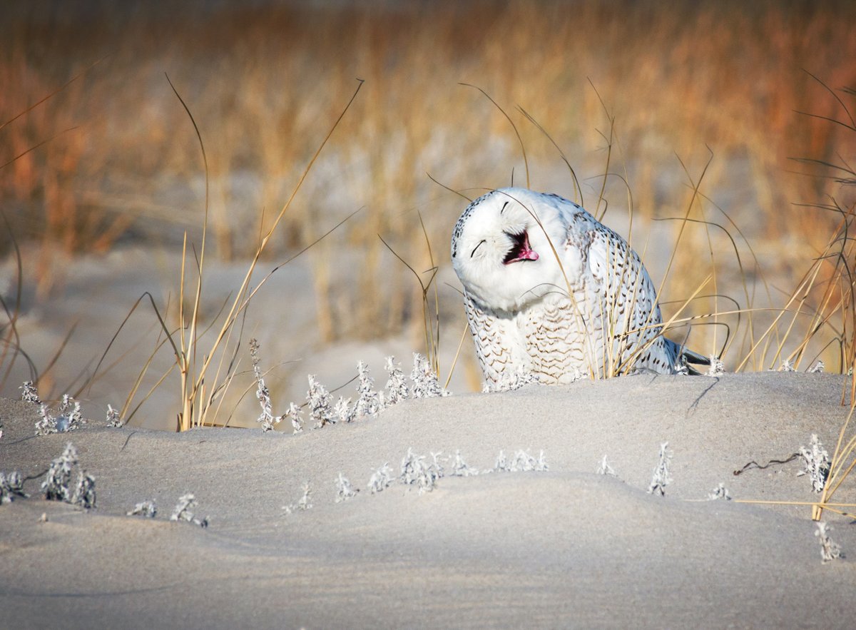 AnimalPlanet's tweet photo. When you wake up early and remember you can actually sleep in 😍

📸: Vicki Jauron

#owl #winter #wildlife #birdwatching #snowyowl https://t.co/No9QJAgSA2