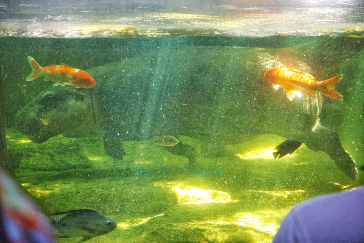 National Wildlife Protection Day (26th Dec.)

#pygmyhippo #pygmyhippopotamus #go #mookrob #crispypork #moodengssister #moodengssibling #Khaokheowopenzoo #khaokheowzoo #chonburi #thailand