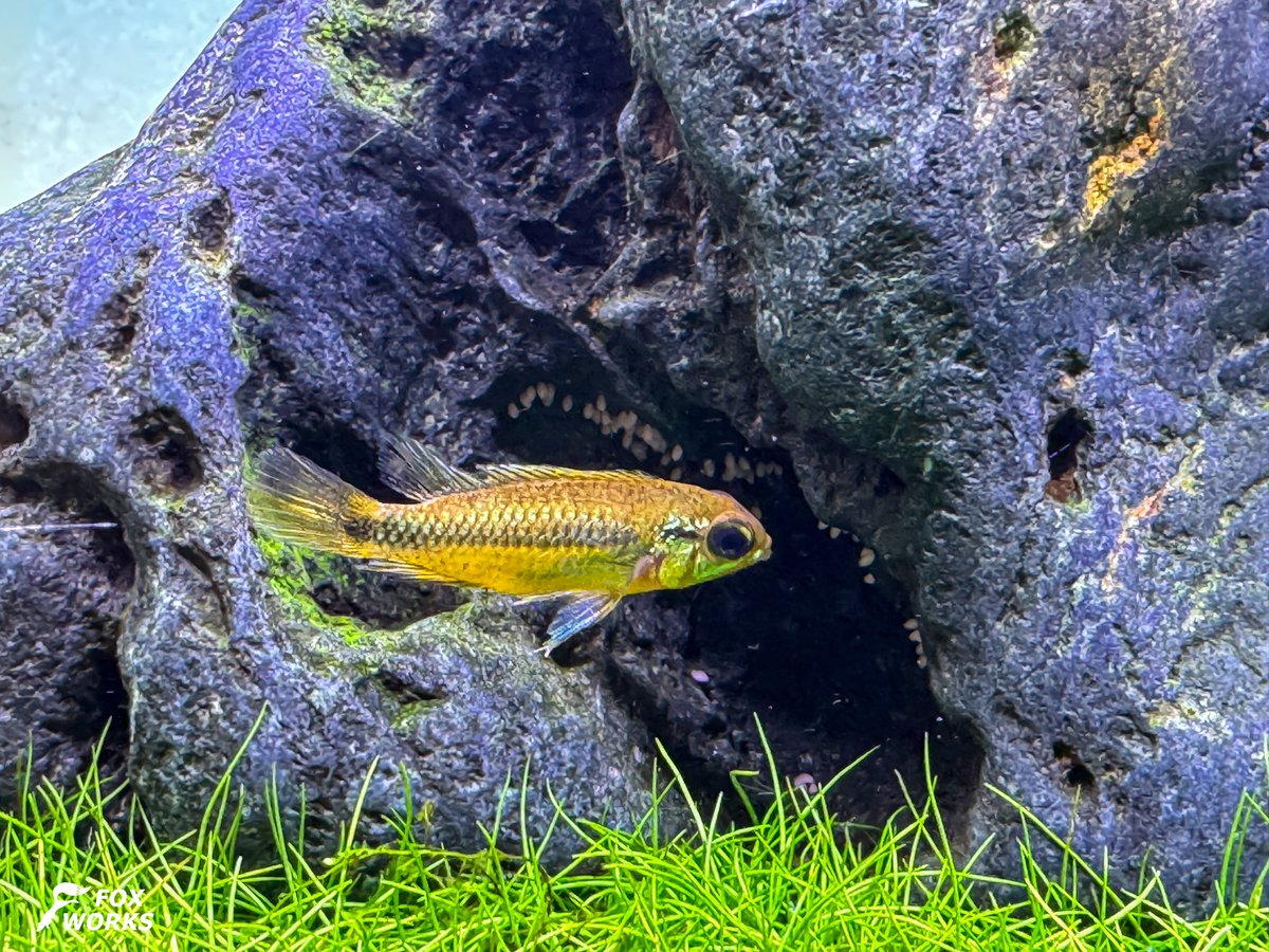 八海石 八海石16.3kg