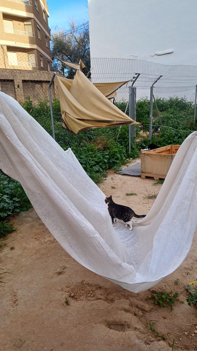 ColoniaGats's tweet photo. El pasado lunes 23 de diciembre, la provincia de #Valencia estaba en alerta naranja por rachas muy fuertes de viento.
En @ColoniaGats   sufrimos esas rachas y se ha levantado del suelo un poste que estaba con cemento y casi todas las lonas se han roto por la fuerza del viento. https://t.co/zZPazAy1ga