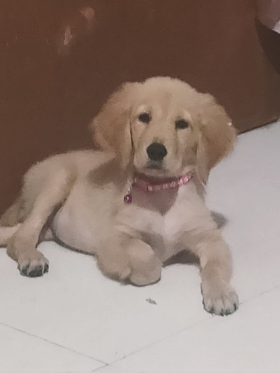 charmdeleon23's tweet photo. Christmas 2024 with this cutie🩷 https://t.co/T3jXy7OcfE
