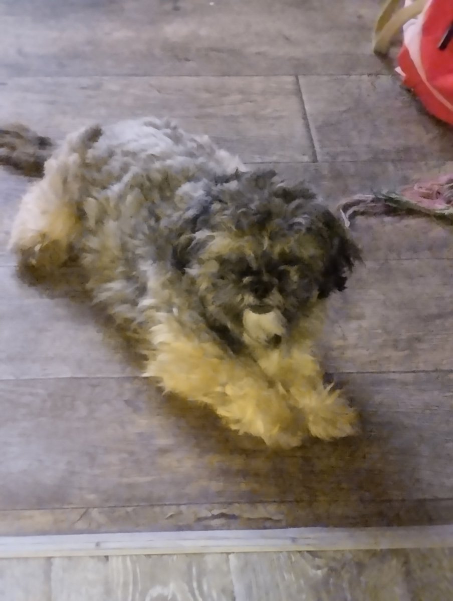 myhellblack's tweet image. Один из моих псов любит большую часть времени проводить один. А вот второй может впасть в депрессию, если будет долгое время один. Я ушла из комнаты и он сразу побежал смотреть куда я пошла.