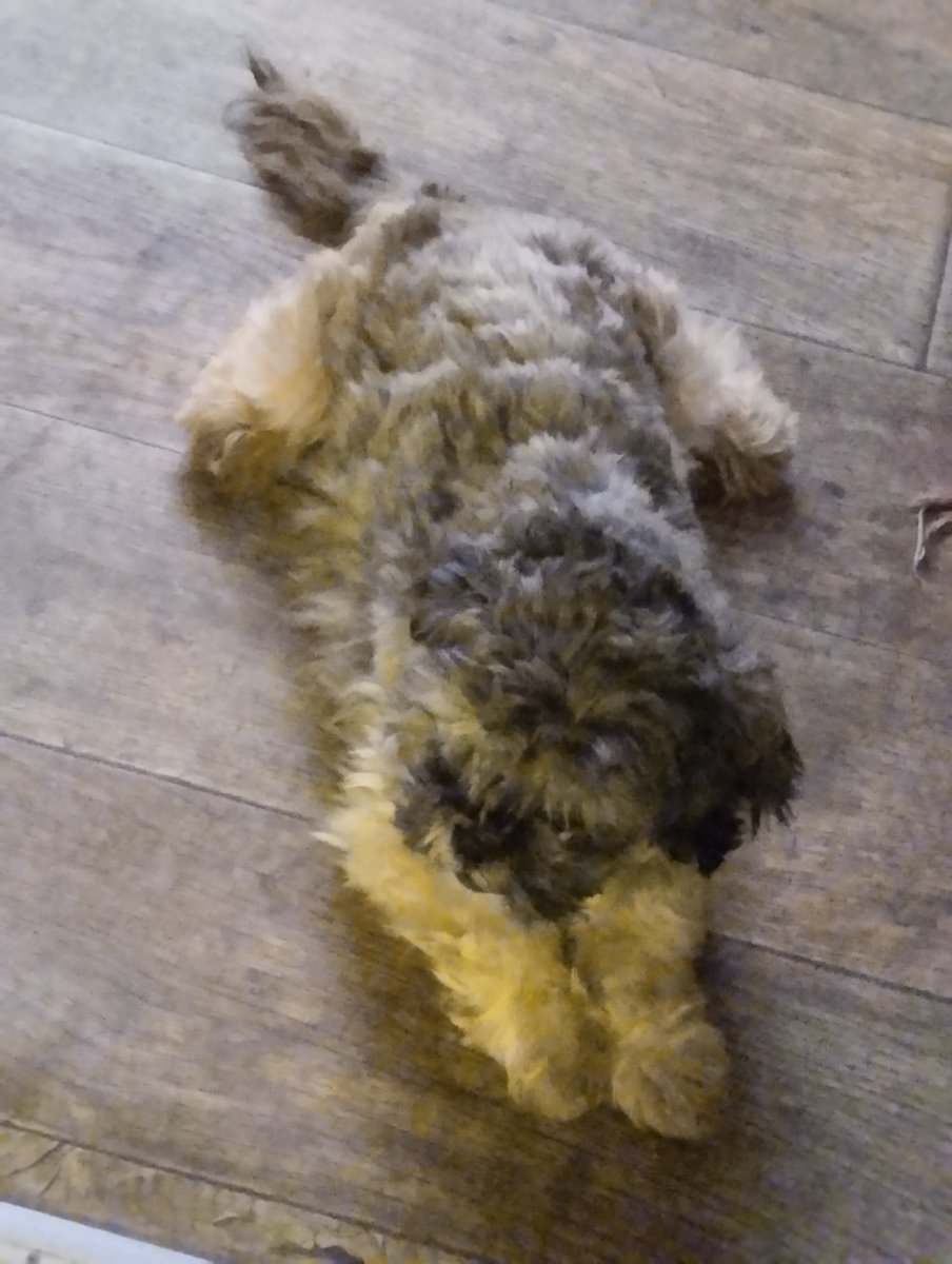 myhellblack's tweet image. Один из моих псов любит большую часть времени проводить один. А вот второй может впасть в депрессию, если будет долгое время один. Я ушла из комнаты и он сразу побежал смотреть куда я пошла.