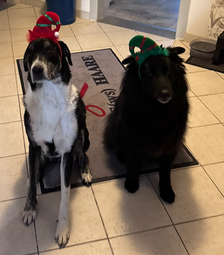 Frohe Weihnachten #twitterrudel 👋🐾