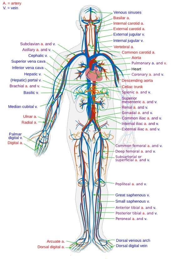 Interestin_Fax's tweet image. Blood takes about one minute to circulate through the body. That&apos;s about 3 feet per second. #InterestingFacts #blood #circulatorysystem #anatomy