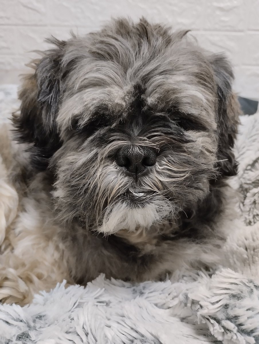 myhellblack's tweet image. Тоффи проснулся и уже выглядит шикарно, а вот Максик у меня вечный помятыш