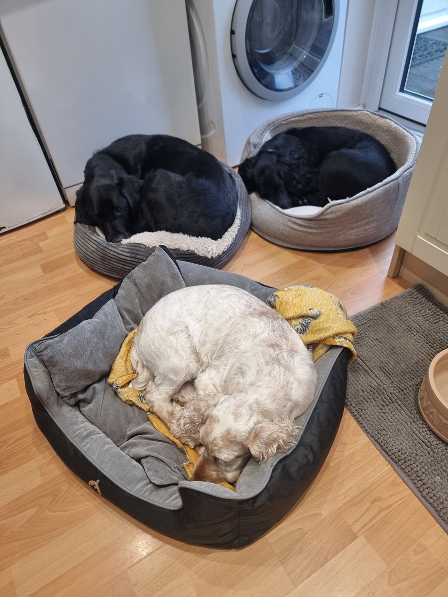 LeoLabrador9's tweet photo. Sleeping off Christmas Dinner, hope you all had fun🎄

Luv n Hugs 

🐕🐾❤️🐾🐕, Leo, Sam and Gus https://t.co/Z14YhoYAm7