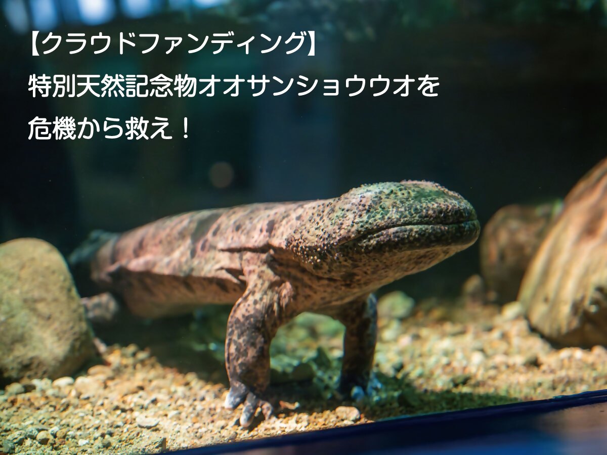 nabari_koho's tweet photo. 【クラウドファンディングでオオサンショウウオを守ろう】

特別天然記念物オオサンショウウオを守るため、ご支援をよろしくお願いします。
ご協力いただいた人には金額によって、オオサンショウウオに関連した限定グッズをお届け！

募集期限　令和7年2月27日（木）まで

#オオサンショウウオ https://t.co/uwoOFCMY6L